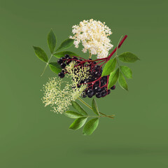 Fresh ripe elderberry with green leaves falling in the air isolated on green background. Food...