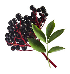 Fresh ripe elderberry with green leaves falling in the air isolated on white background. Food...
