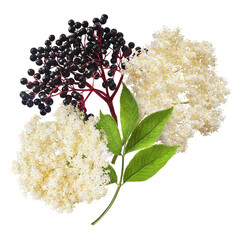 Fresh ripe elderberry with green leaves falling in the air isolated on white background. Food levitating or zero gravity conception.