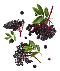 Fresh ripe elderberry with green leaves falling in the air isolated on white background. Food...