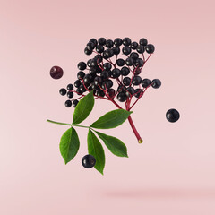Fresh ripe elderberry with green leaves falling in the air isolated on pink background. Food...