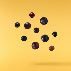 Fresh ripe elderberry falling in the air isolated  on yellow background. Food levitating or zero...