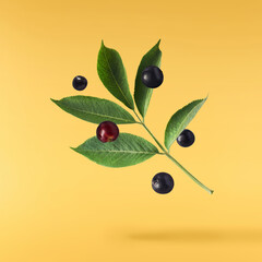 Fresh ripe elderberry with green leaves falling in the air isolated on yellow background. Food...