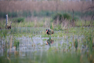 A black stork with a caught frog in the swamp