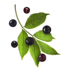 Fresh ripe elderberry with green leaves falling in the air isolated on white background. Food levitating or zero gravity conception.