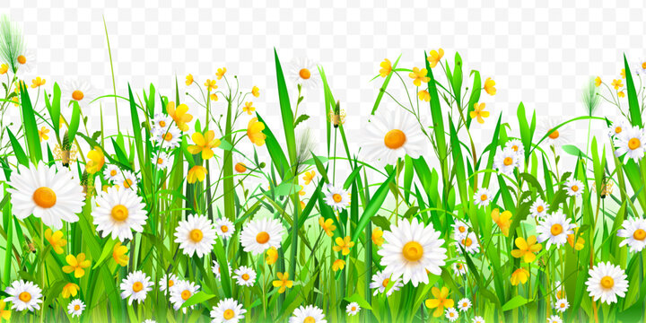 Realistic flowers lawn. Daisy flower easter field spring grass border, blossom chamomile nature garden meadow landscape for banner green plant overlay exact vector illustration