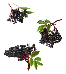 Fresh ripe elderberry with green leaves falling in the air isolated on white background. Food...