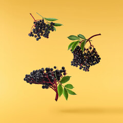 Fresh ripe elderberry with green leaves falling in the air isolated on yellow background. Food...