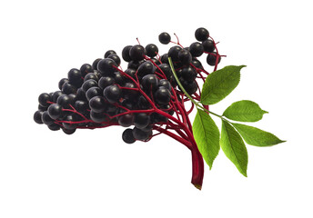 Fresh ripe elderberry with green leaves falling in the air isolated on white background. Food...