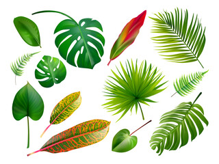 Realistic monstera. Tropical jungle leaves plants, croton plant large leaf exotic island palm tree botanical elements aloha collection, spa vegetation 3d exact vector illustration