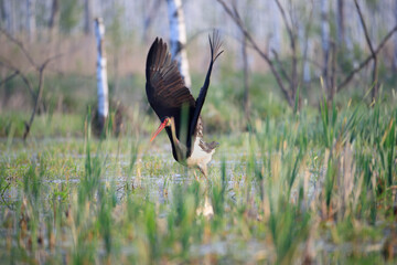 Black stork taking flight in the swamps
