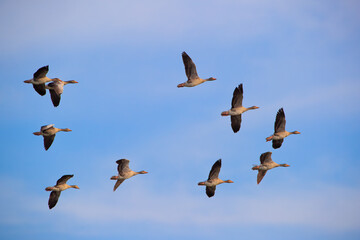 A cluster of flying geese against the sky