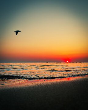 Złoty zach&oacute;d słońca z ptakiem 