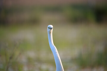Portrait of a great white heron