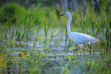 Obraz premium A white heron walking among the plants in the swamp