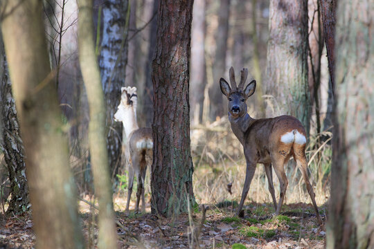 Roebucks among the trees on a sunny spring day