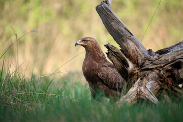Lesser spotted eagle hidden behind an old stump