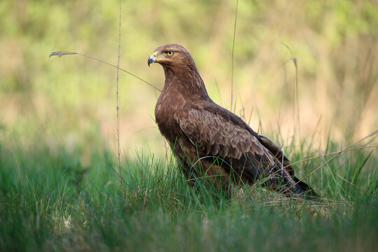 Lesser spotted eagle looking menacingly among the grass