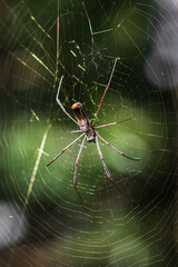 Big tropical spider on a web 