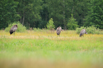 Cranes in a summer meadow while cleaning their feathers