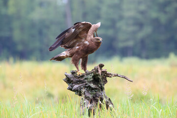 Lesser spotted eagle with spread wings on an old stump