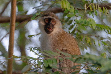 Vervet monkey (Chlorocebus pygerythrus)