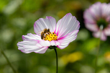 Macro of a honey bee on a pink cosmos blossom