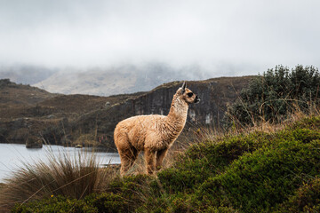 Mountain brown alpaca in ecuadorian countryside
