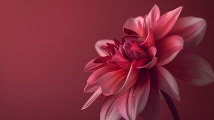 Stunning Red Dahlia on Dark Background