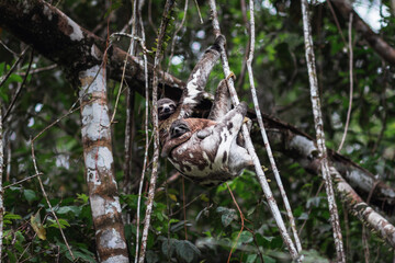 mother sloth with a baby hanging on a branch in amazonian rainforest 