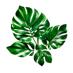 Fototapeta na wymiar Natural of Tropical green leaves of leaf isolated on transparent png background, varies different of plant botanical. AI generation