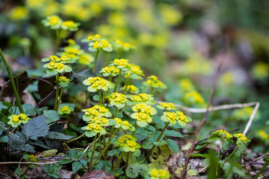 Wechselbl&auml;ttriges Milzkraut (Chrysosplenium alternifolium), ein Fr&uuml;hbl&uuml;her im Fr&uuml;hling auf feuchten Stellen