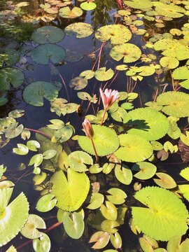 Waterlily blossom
