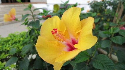 Closeup of a yellow hibiscus flower in bloom