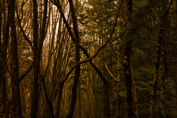 Obraz premium croce di rami