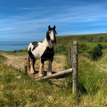 horse on a farm