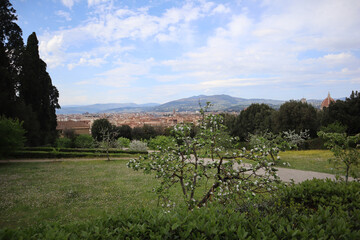 Blooming apple tree on a hillside with Florenzi, Italy in the background
