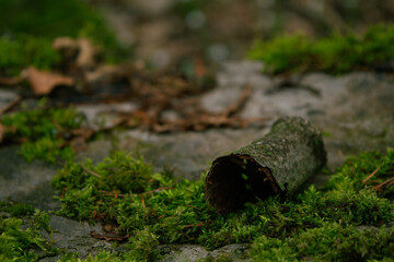 Obraz premium pezzo di corteccia 