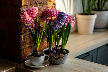 Spring floral home decor, cozy atmosphere. Bright fresh purple and pink bulbous hyacinth flowers on wooden windowsill. Springtime gardening concept. Sustainable lifestyle, earth day