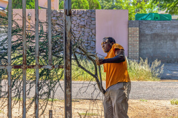 young african worker, clearing branches in the garden and taking them out the gate