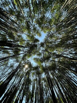 Bamboo branches and sky
