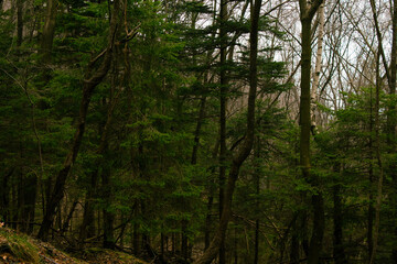 bosco verde luminoso