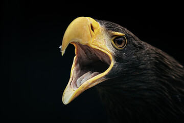 Steller's sea eagle portrait