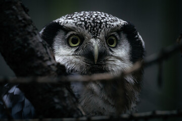 Northern hawk-owl close-up portrait