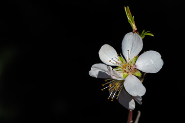 The flower of the almond tree that blooms in spring. Close-up shot.