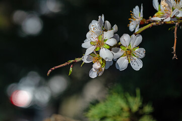 The flower of the almond tree that blooms in spring. Close-up shot.