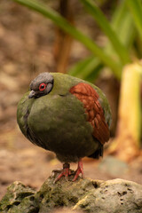 Image of the crested partridge (Rollulus rouloul) also known as the cream wood partridge, roul-roul.