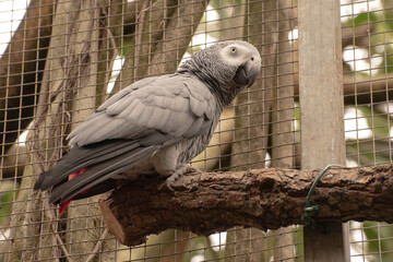 African gray parrot, Psittacus erithacus, Africa. On top of a branch.