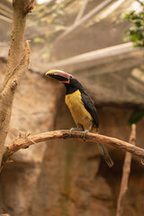 Close-up of a green aracari toucan of the genus Pteroglossus. In an animal shelter.