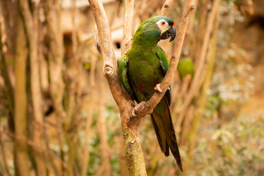 Chestnut-fronted macaque or severe macaque (Ara severus), beautiful green macaque in an animal shelter (zoo)